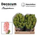 Vorbestellung Hyacinthe, weiß - 5 Stiele